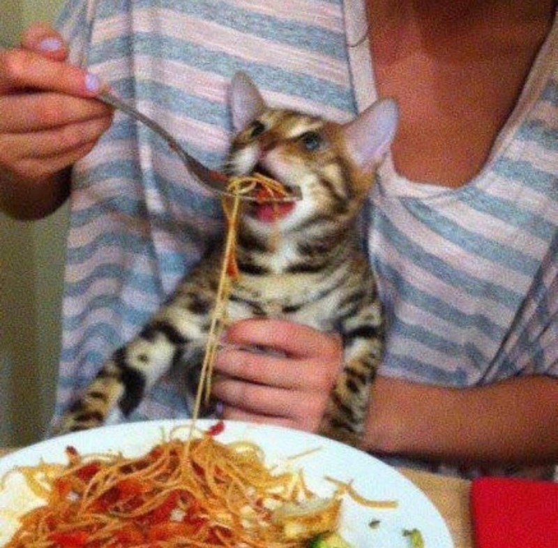 Создать мем: кошка, кота кормят макаронами, бенгальская кошка