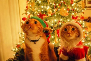 Создать мем: новогодние кошки, кот рождество, кот новогодний