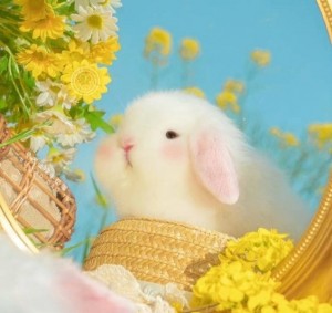 Создать мем: кролик в цветах, животные, кролик