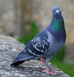 Create meme: cool pigeon, wild pigeon, dove common