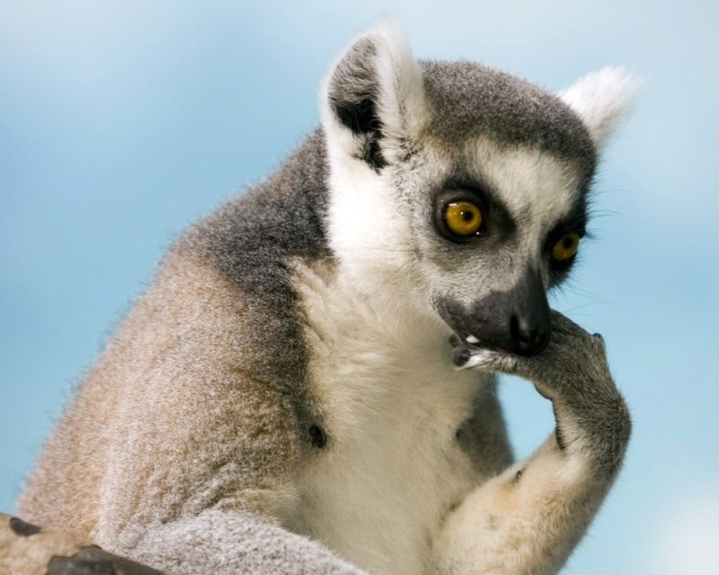 Create meme: uzbagoysya , lemur uzbagoysya , animal lemur