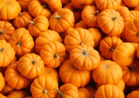 Create meme: pumpkin , pumpkin orange, pumpkin pepo