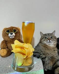 Создать мем: кот пиво, кот, кот степан