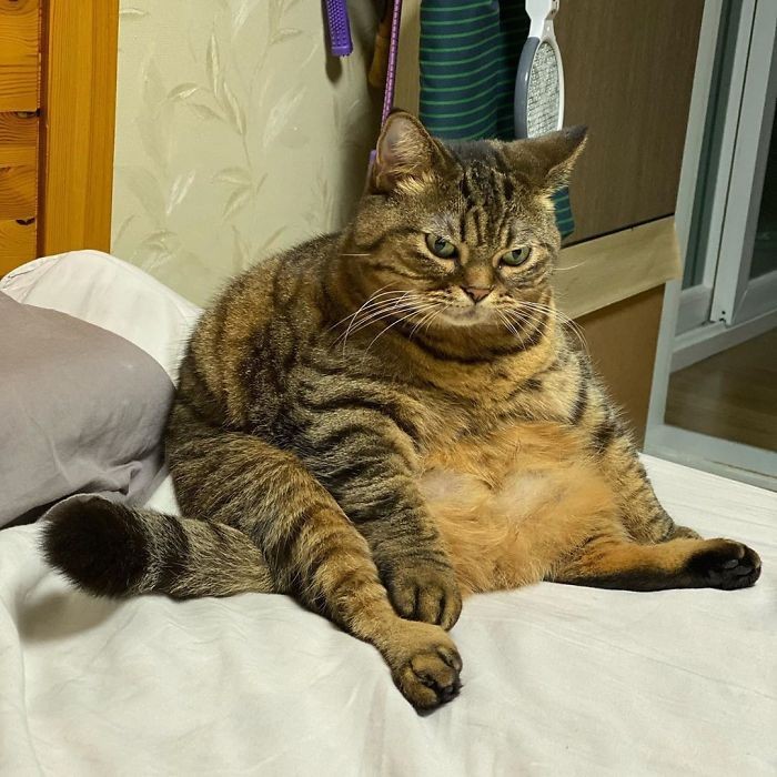 Создать мем: толстый котик, жирный кот, кот толстяк