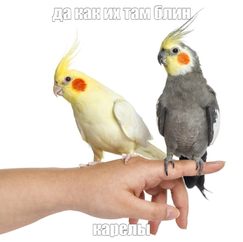 Create meme: The parrot Corella has flown away, corella yellow parrot, parrot nymph corella
