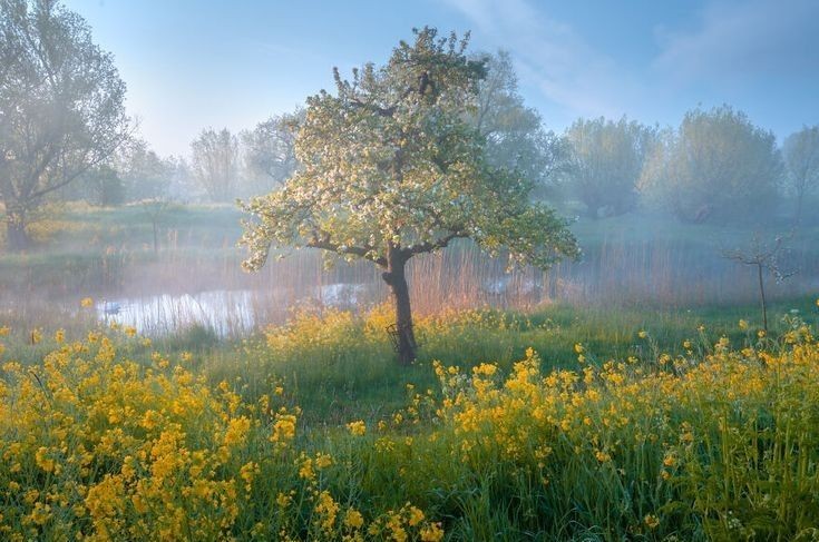 Создать мем: утро туман, альберт дрос, весна поле холмы цветущее дерево