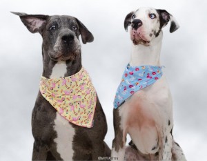 Создать мем: Bandana, собака, the pointer brothers