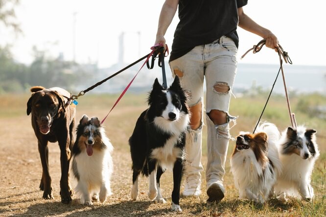 Создать мем: комфортная прогулка с собакой, породы собак, бордер папильон