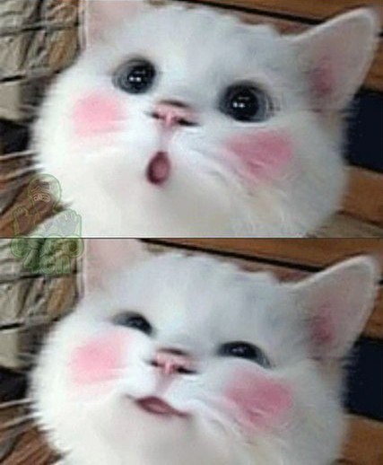 Create meme: a cat with pink cheeks, the cat meme is cute, meme of cute cat