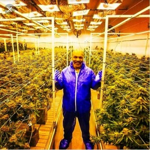 Create meme: greenhouses in the Leningrad region, Vyborg, Spain hemp, American plantation of marijuana