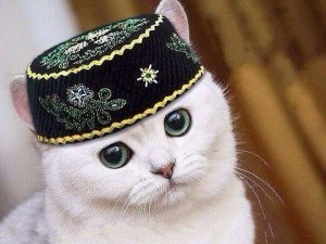 Создать мем: ильнур султанов, Кошка, кошка в тюбетейке