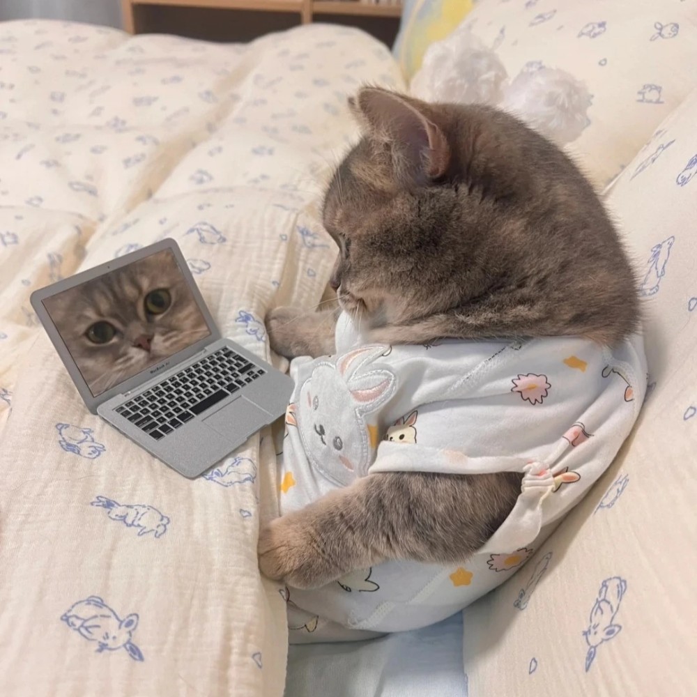 Create meme: cat , a cat with a laptop, cat with laptop