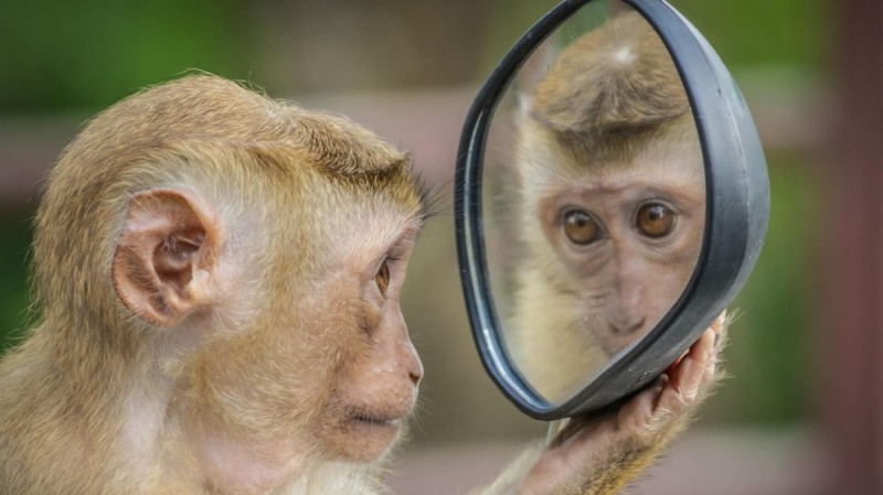 Создать мем: обезьянка мем, обезьяна умная, смешные обезьянки