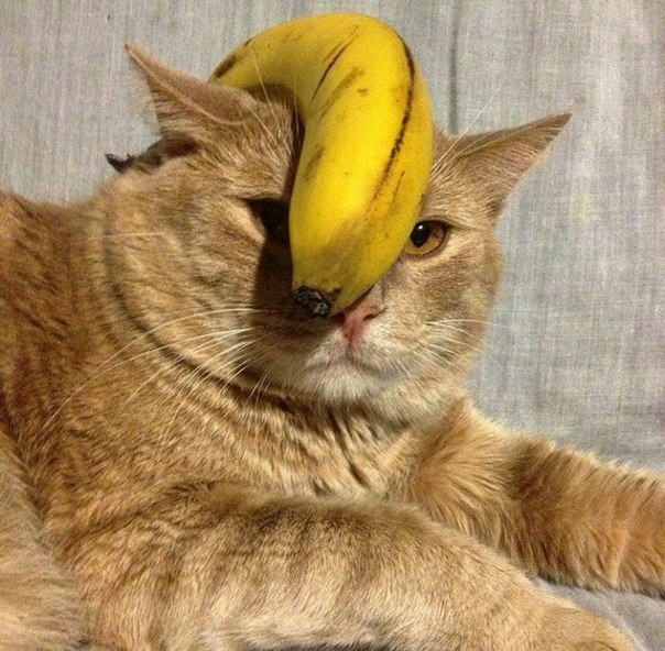 Create meme: cat with banana, the cat eats a banana, a kitten in a banana