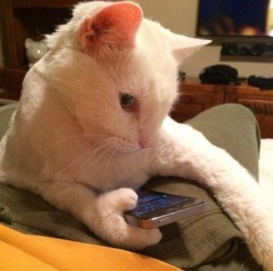 Create meme: kedi köpek, little kitty, funny cat photo