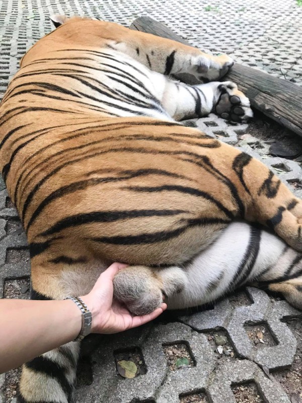 Создать мем: тигр, толстый тигр, уставший тигр