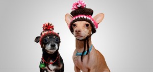 Create meme: dogs funny, Chihuahua, funny Chihuahua