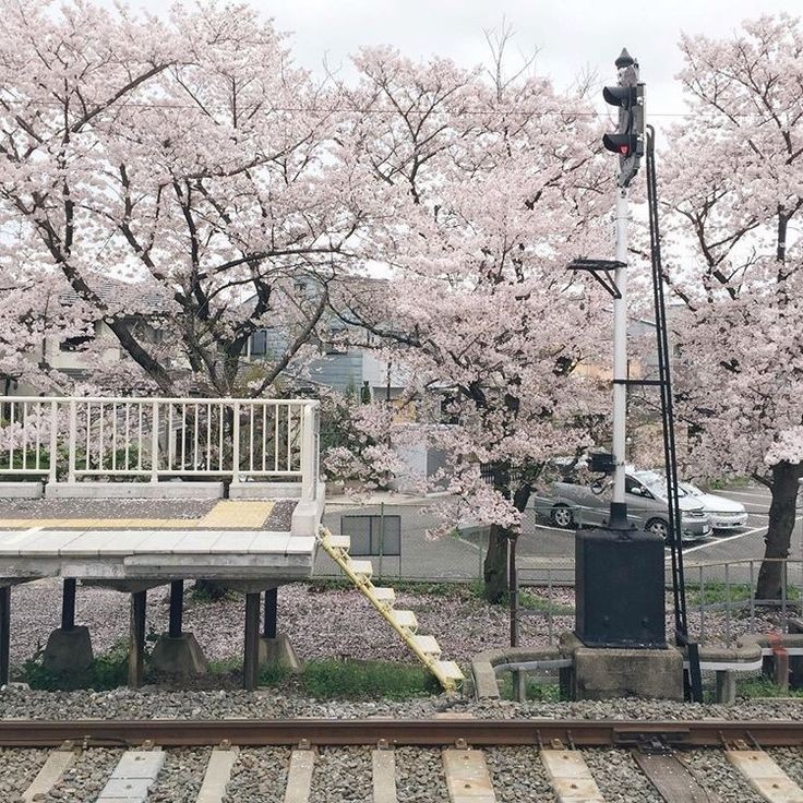 Create meme: cherry blossom, Sakura in Japan, sakura japanese