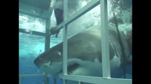 Create meme: great white shark, cage with sharks gifs, a shark attack on a diver in a cage
