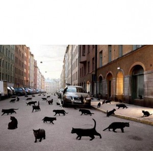 Create meme: luck if a black cat crosses the road, Denmark superstition, animals on the street