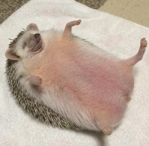 Create meme: the fat hedgehog, fat hedgehog, fatty the hedgehog