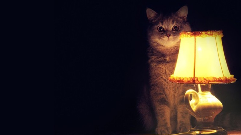 Создать мем: ламповая, вечером, кот с лампой