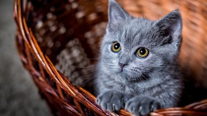 Создать мем: русская голубая кошка, серый котенок, кошка серая
