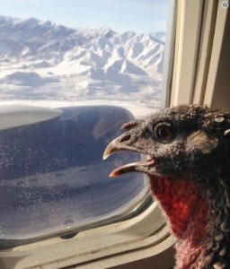 Create meme: animals, the Turkey flies, birds