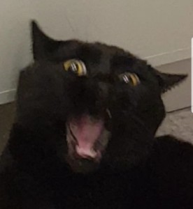 Создать мем: черная кошка зевает, черный кот, Кошка