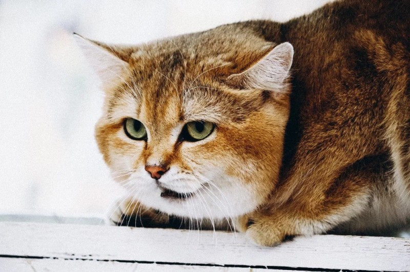 Create meme: chinchilla golden cat, British Golden chinchilla, british golden chinchilla cat