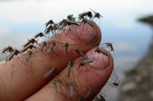 Create meme: the invasion of mosquitoes, the mosquito