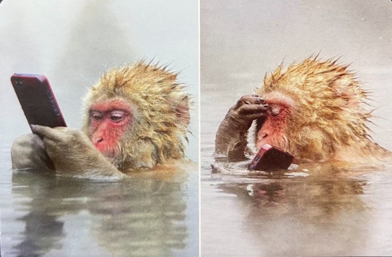 Создать мем: умная обезьяна, обезьяна с айфоном, японская макака