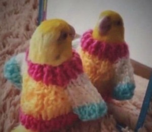 Создать мем: самые красивые попугаи, игрушка, общипанный попугай волнистый
