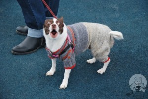 Создать мем: Удивленная собака, свитер для собаки, ошейник для французского бульдога фото