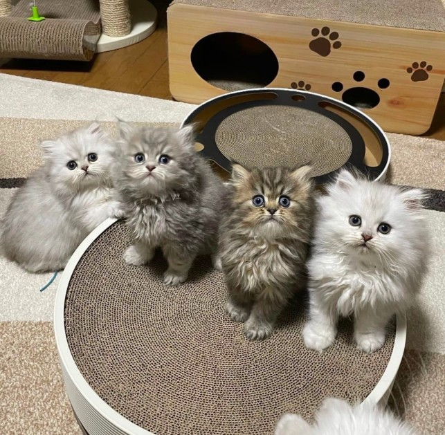 Создать мем: котики милота, очаровательные котята, персидская шиншилла