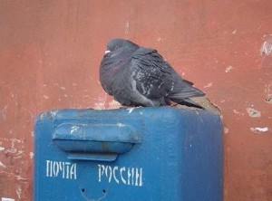 Create meme: pigeon, Russian post pigeon, carrier pigeon