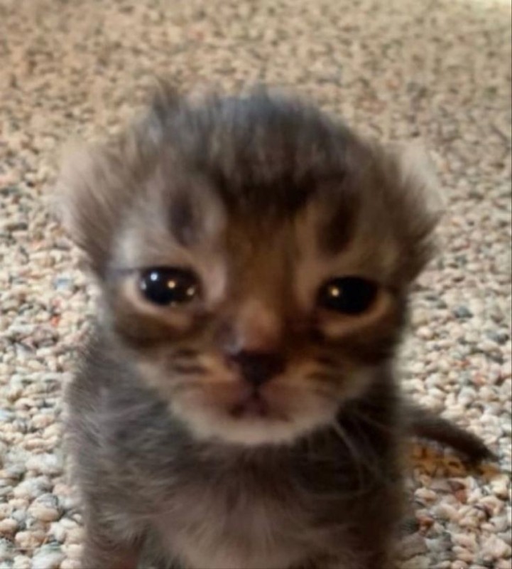 Create meme: cute kittens, Pets , cat 