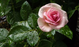 Create meme: pink roses, beautiful roses