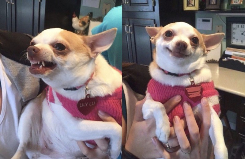 Create meme: Chihuahua smiles, evil Chihuahua meme, evil Chihuahua 