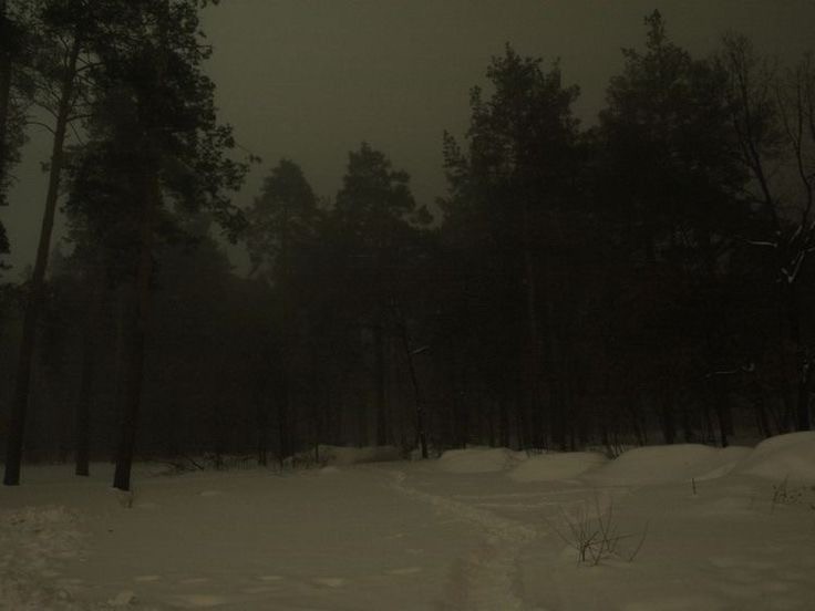 Create meme: night in the forest, dark forest, gloomy winter forest