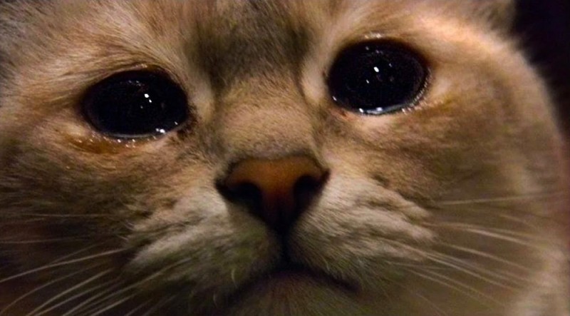 Create meme: sad cat meme, crying cat, cat with tears