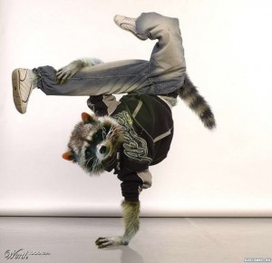 Create meme: break dance freezes, photo of a raccoon dancing, raccoon dancer