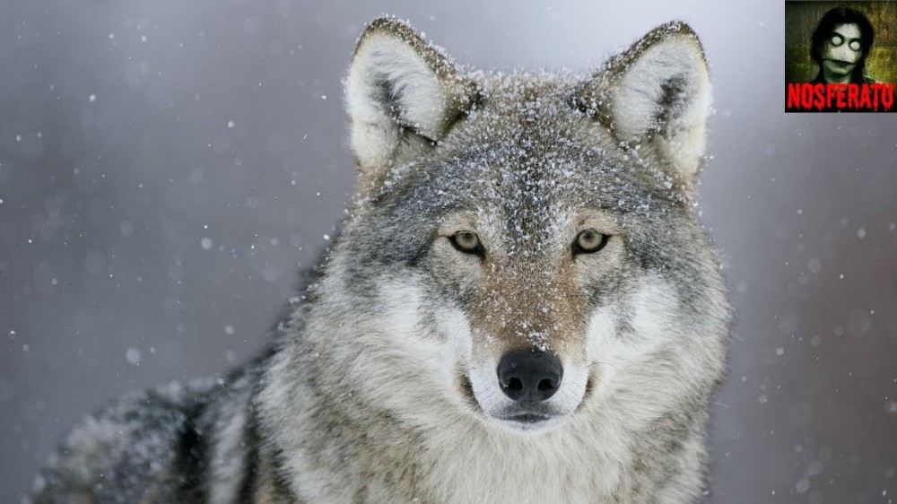 wolf , wolves Wallpaper