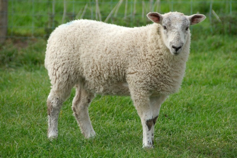Создать мем: шевиот порода овец, белая овечка, овца белая