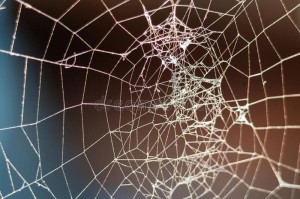 Create meme: web, the spider's web.