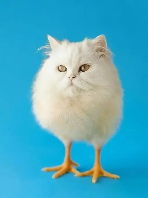 Создать мем: сибирская ангорская кошка белая, кот, кошка