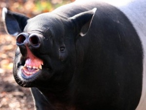 Создать мем: животные тайланда, непарнокопытные, tapir