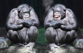 Create meme: monkeys, primates, chimpanzees