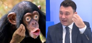 Создать мем: шимпанзе, обезьяна с губами мем, обезьяна с губами