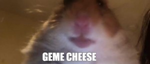 Create meme: a scared hamster meme, cat, hamster